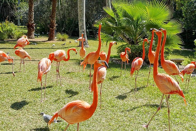 Sarasota Jungle Gardens , United States